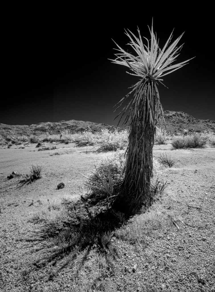 Desert Sentinel – Joshua Tree in Infrared