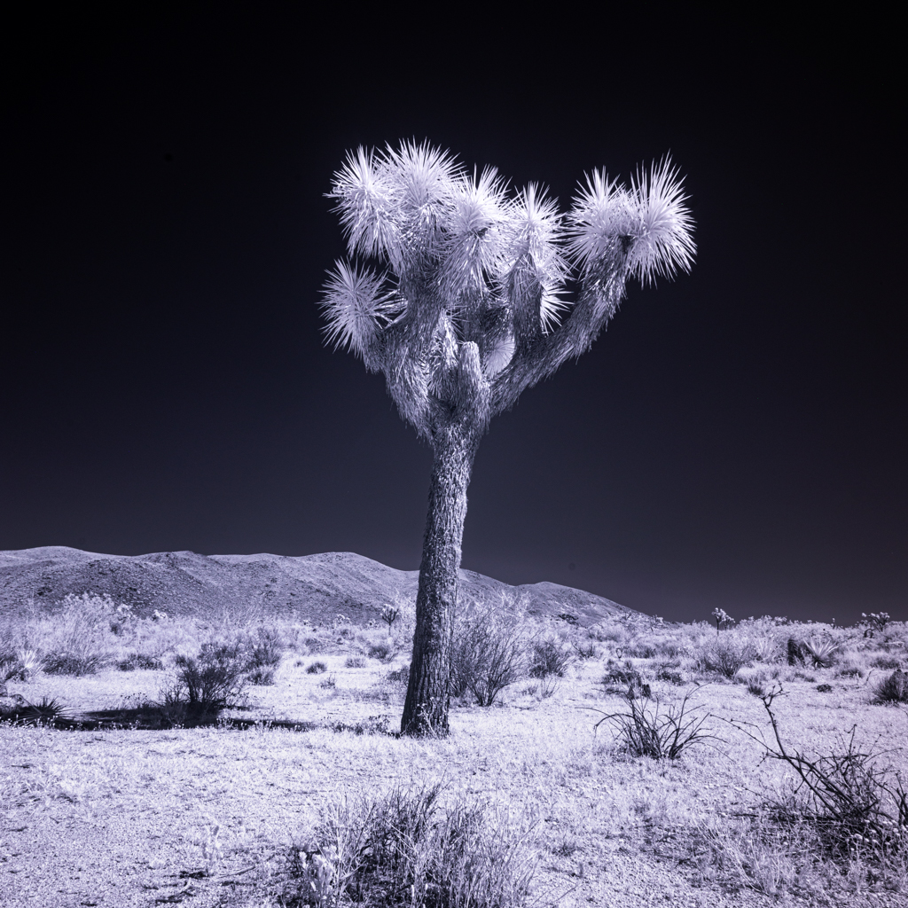 Solitary Sentinel – Joshua Tree in Infrared