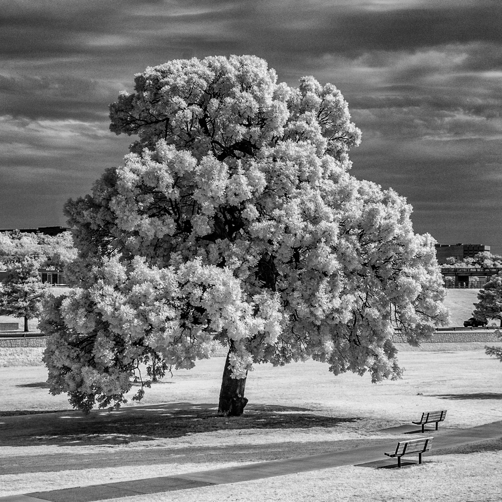 Timeless Light – Trinity Park in Infrared
